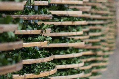 安溪鐵觀音 傳統(tǒng)茶香中的復興之路